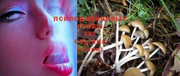 ГАЛЛЮЦИНОГЕННЫЕ ГРИБЫ Белокуриха